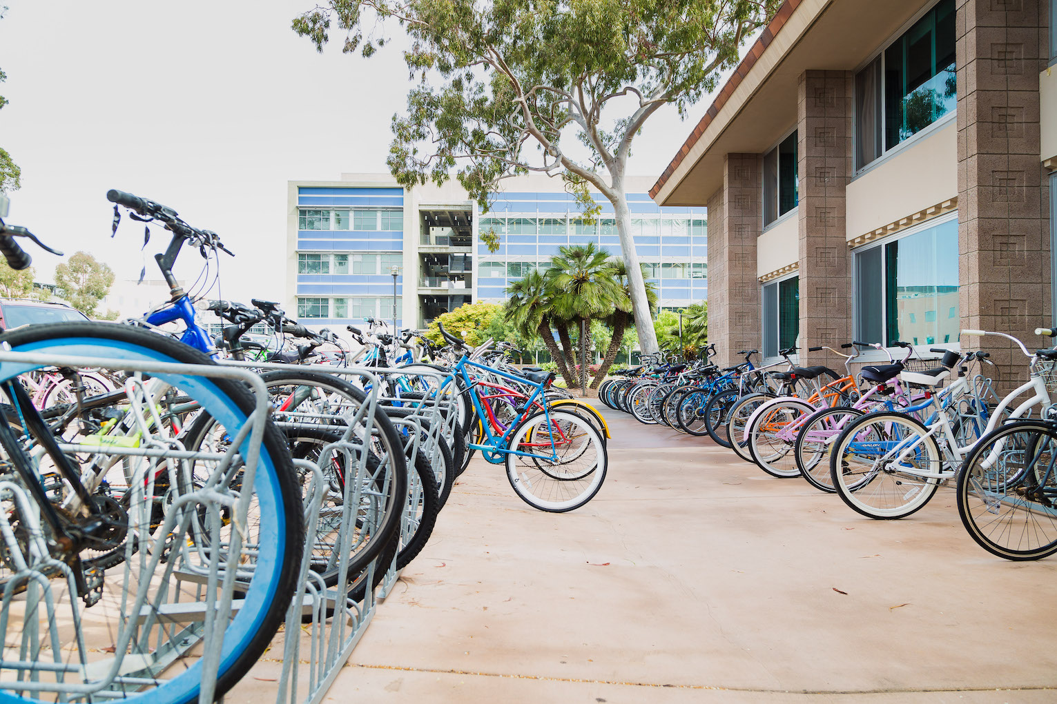 bikes